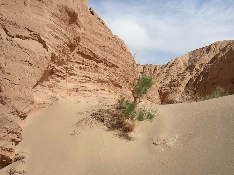 Steppenfuchs Reisen - Pflanzen in der Gobi