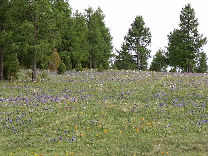 Steppenfuchs Reisen - Mongolische Waldlandschaft