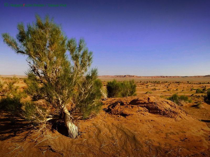 Steppenfuchs Reisen Wüstenlandschaft in der Gobi