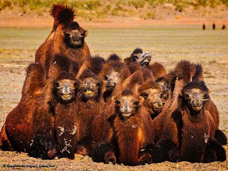 Steppenfuchs Reisen - Kamele in der Gobi