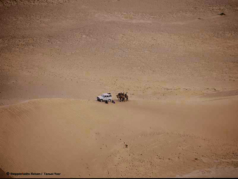 Steppenfuchs Reisen - Meet the camel at the Gobi