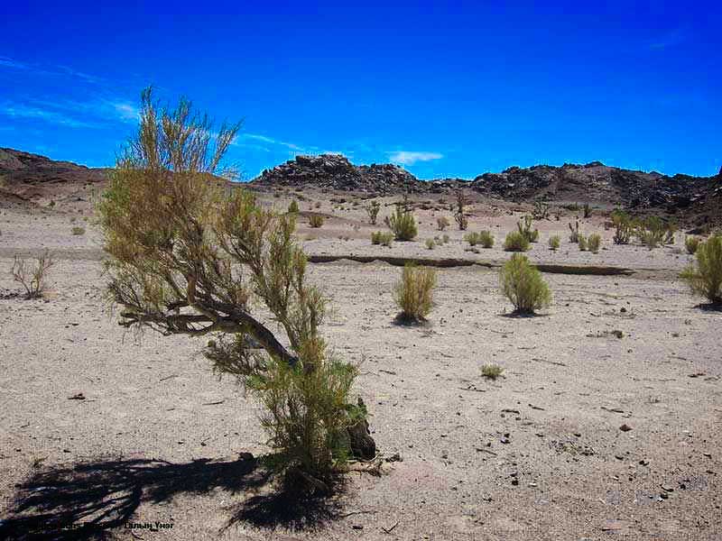 Steppenfuchs Reisen - Saxaulbaum in der Gobi