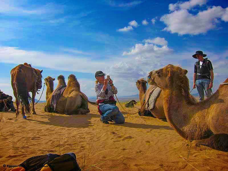 Steppenfuchs Reisen - Kamele in der Gobi