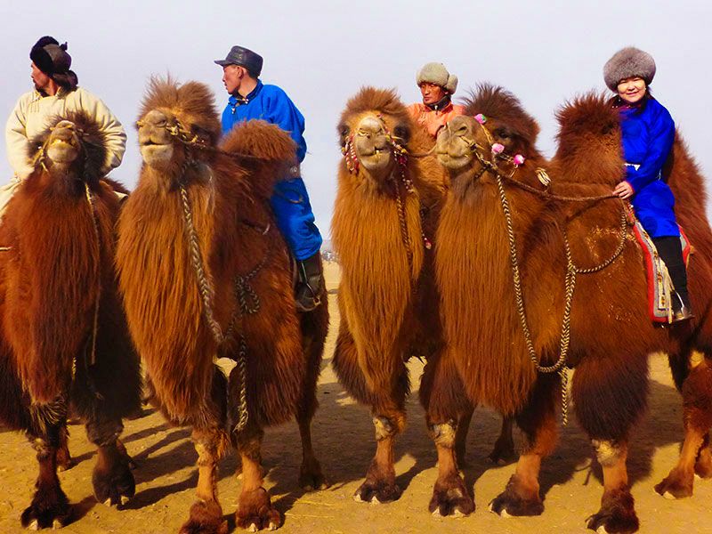 Steppenfuchs Reisen - 1000 camel festival
