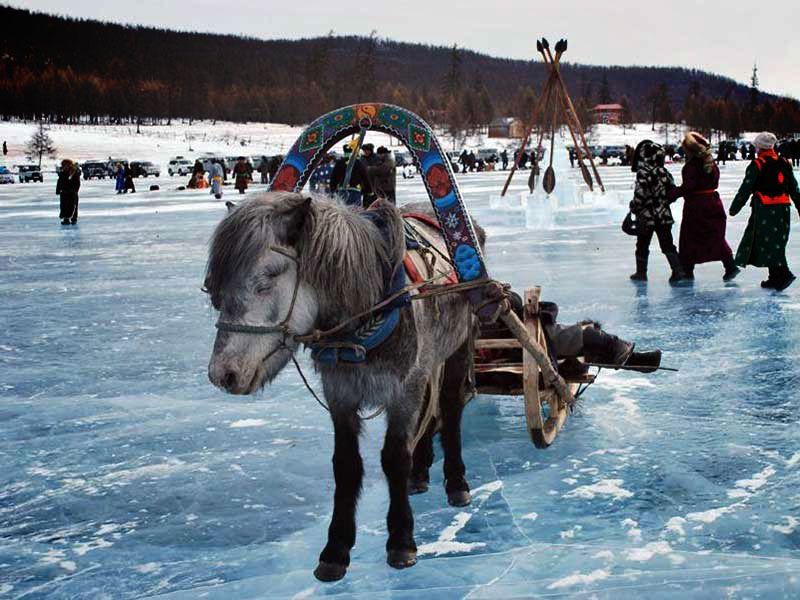 Steppenfuchs Reisen - Pferdeschlitten beim Eisfestival