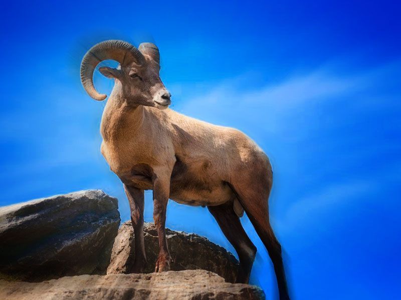 Steppenfuchs Reisen - Argali Schaf