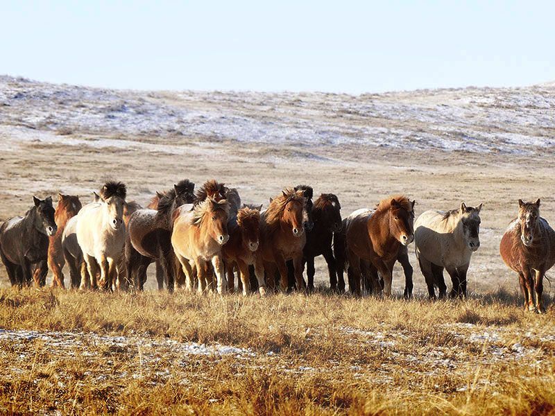 Steppenfuchs Reisen -