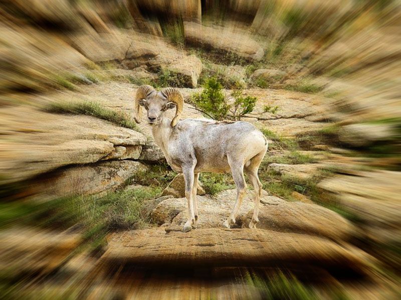 Steppenfuchs Reisen - Argali Schaf