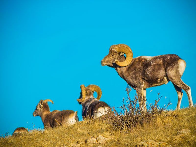 Steppenfuchs Reisen - Argali Schafe