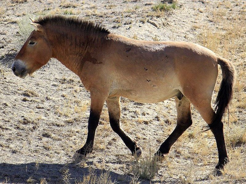 Steppenfuchs Reisen -Przewalskij Pferd