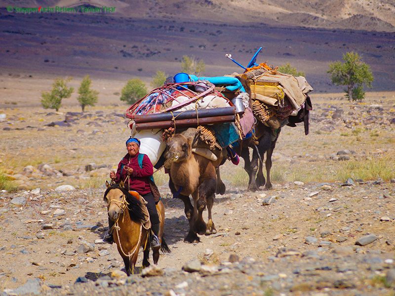 Steppenfuchs Reisen - Traditionelle Kamel-karawane auf dem Weg nach Bulgan