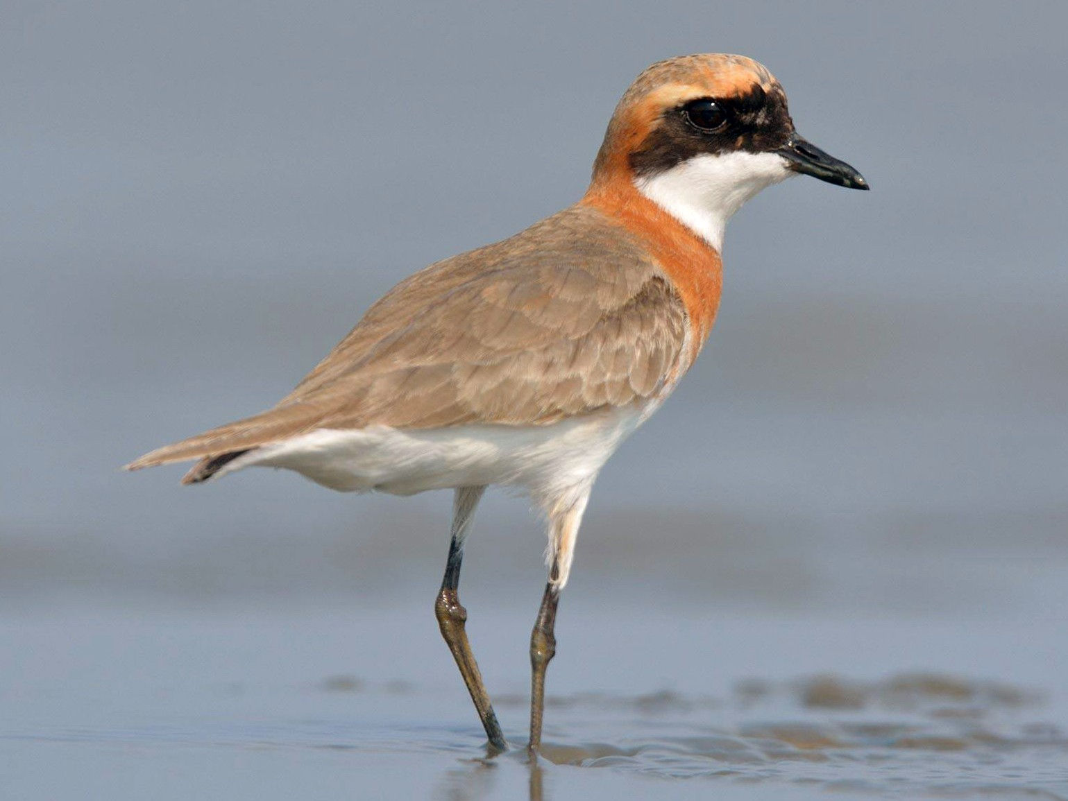 Steppenfuchs Reisen (Vogelbeobachtung) 