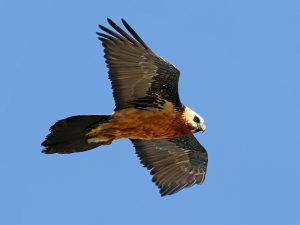 Steppenfuchs Reisen (Vogelbeobachtung) Bartgeier