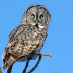 Steppenfuchs Reisen (Vogelbeobachtung) Bartkauz