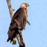 Steppenfuchs Reisen (Vogelbeobachtung) Bindenseeadler