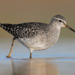 Steppenfuchs Reisen (Vogelbeobachtung) Bruchwasserläufer