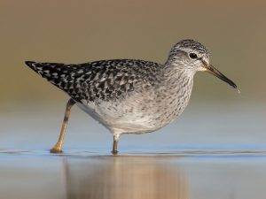 Steppenfuchs Reisen (Vogelbeobachtung) Bruchwasserläufer