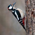 Steppenfuchs Reisen (Vogelbeobachtung) Buntspecht