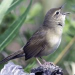 Steppenfuchs Reisen (Vogelbeobachtung) Chinesische Buschlaubsänger