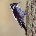 Steppenfuchs Reisen (Vogelbeobachtung) Dreizehenspecht