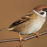 Steppenfuchs Reisen (Vogelbeobachtung) Feldsperling
