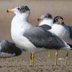 Steppenfuchs Reisen (Vogelbeobachtung) Fischmöwe