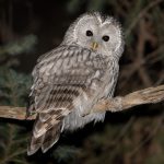 Steppenfuchs Reisen (Vogelbeobachtung) Habichtskauz