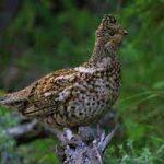 Steppenfuchs Reisen (Vogelbeobachtung) Haselhuhn