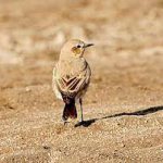 Steppenfuchs Reisen (Vogelbeobachtung) Isabellsteinschmätzer