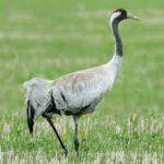 Steppenfuchs Reisen (Vogelbeobachtung) Kranich