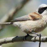 Steppenfuchs Reisen (Vogelbeobachtung) Kronenbeutelmeise