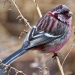 Steppenfuchs Reisen (Vogelbeobachtung) Meisengimpel