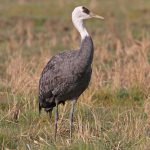Steppenfuchs Reisen (Vogelbeobachtung) Mönchskranich