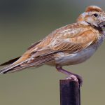 Steppenfuchs Reisen (Vogelbeobachtung) Mongolenlerche