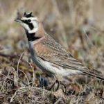 Steppenfuchs Reisen (Vogelbeobachtung) Ohrenlerche