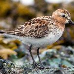 Steppenfuchs Reisen (Vogelbeobachtung) Rotkehlstrandläufer