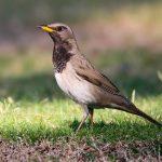Steppenfuchs Reisen (Vogelbeobachtung) Schwarzkehldrossel