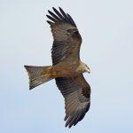 Steppenfuchs Reisen (Vogelbeobachtung) Schwarzmilan