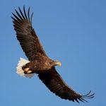 Steppenfuchs Reisen (Vogelbeobachtung) Seeadler