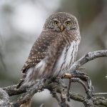 Steppenfuchs Reisen (Vogelbeobachtung) Sperlingskauz