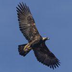 Steppenfuchs Reisen (Vogelbeobachtung) Steinadler