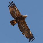 Steppenfuchs Reisen (Vogelbeobachtung) Steppenadler
