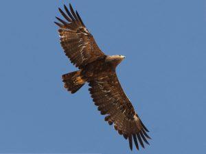 Steppenfuchs Reisen (Vogelbeobachtung) Steppenadler