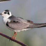 Steppenfuchs Reisen (Vogelbeobachtung) Weißflügelseeschwalbe