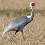 Steppenfuchs Reisen (Vogelbeobachtung) Weißnackenkranich