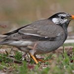 Steppenfuchs Reisen (Vogelbeobachtung) Weißwangenstar