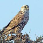 Steppenfuchs Reisen (Vogelbeobachtung) Würgfalke