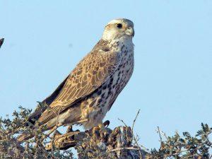 Steppenfuchs Reisen (Vogelbeobachtung) Würgfalke