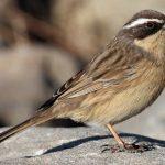 Steppenfuchs Reisen (Vogelbeobachtung) braune Akzentor
