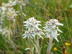 Steppenfuchs Reisen - Edelweiss
